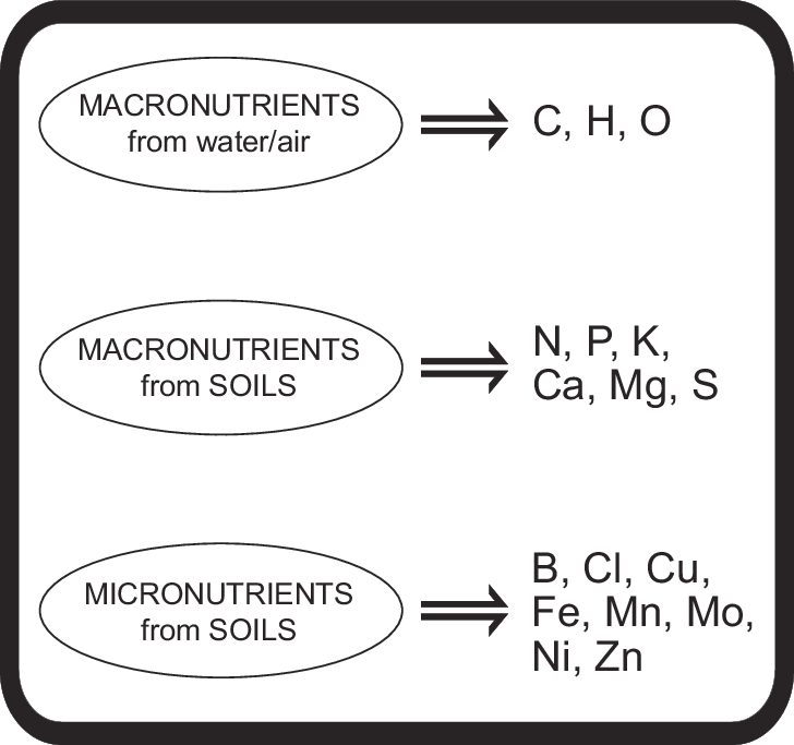 What Does Soil Nutrients For | Hoegemeyer Hybrids