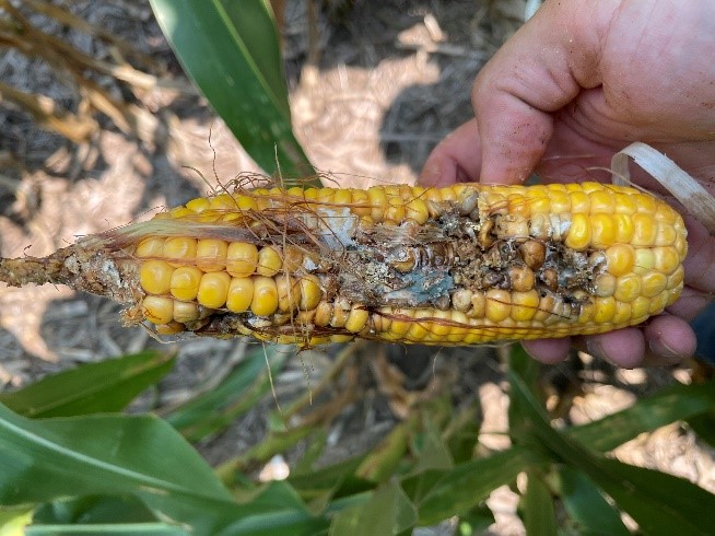 Figure 2 Western Bean Cutworm damage