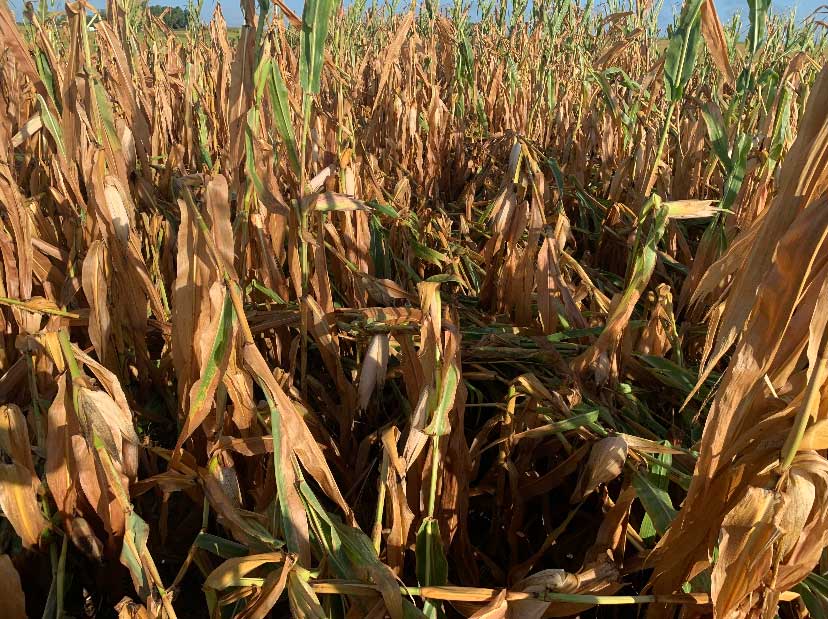 Drought stressed corn starting to lodge in Eastern, NE 8-27-2021