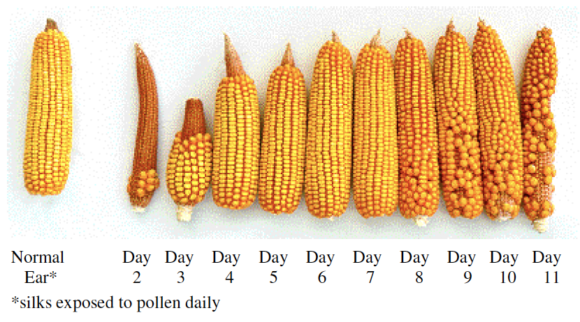 Grain Yield