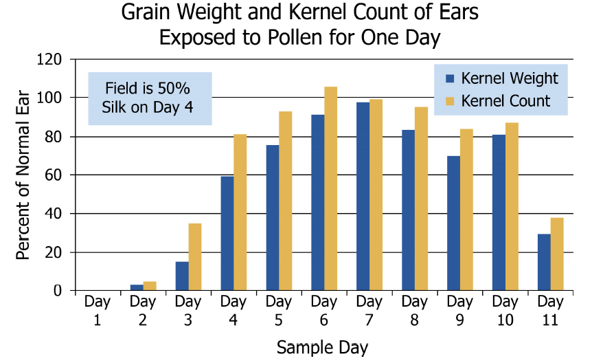 Grain Counts