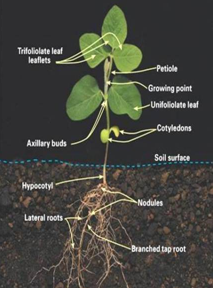 Soybean Diagram