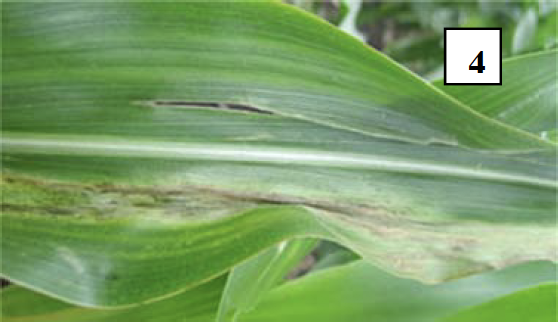 pathogen on leaf