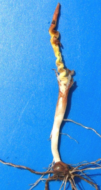 Stress Emergence in Corn