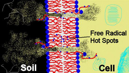 Free Radical Hot Spots Diagram