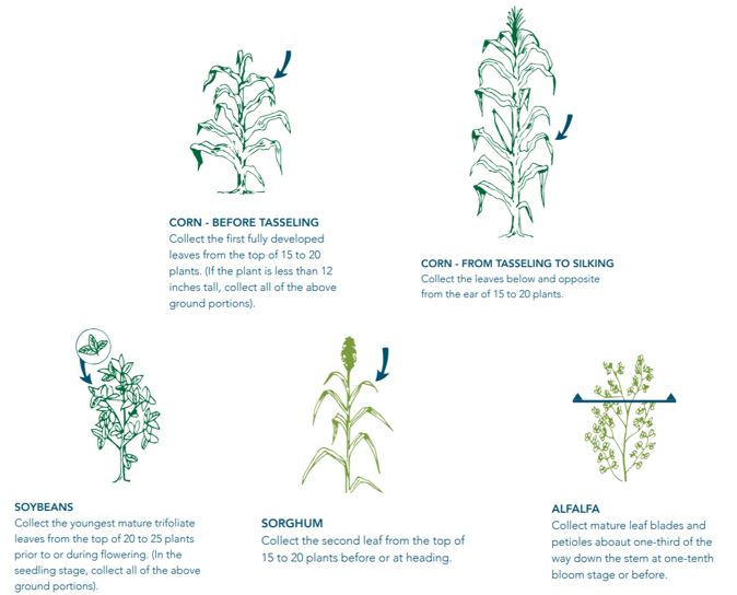 Tissue Sampling Diagram
