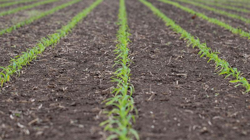 rows of corn