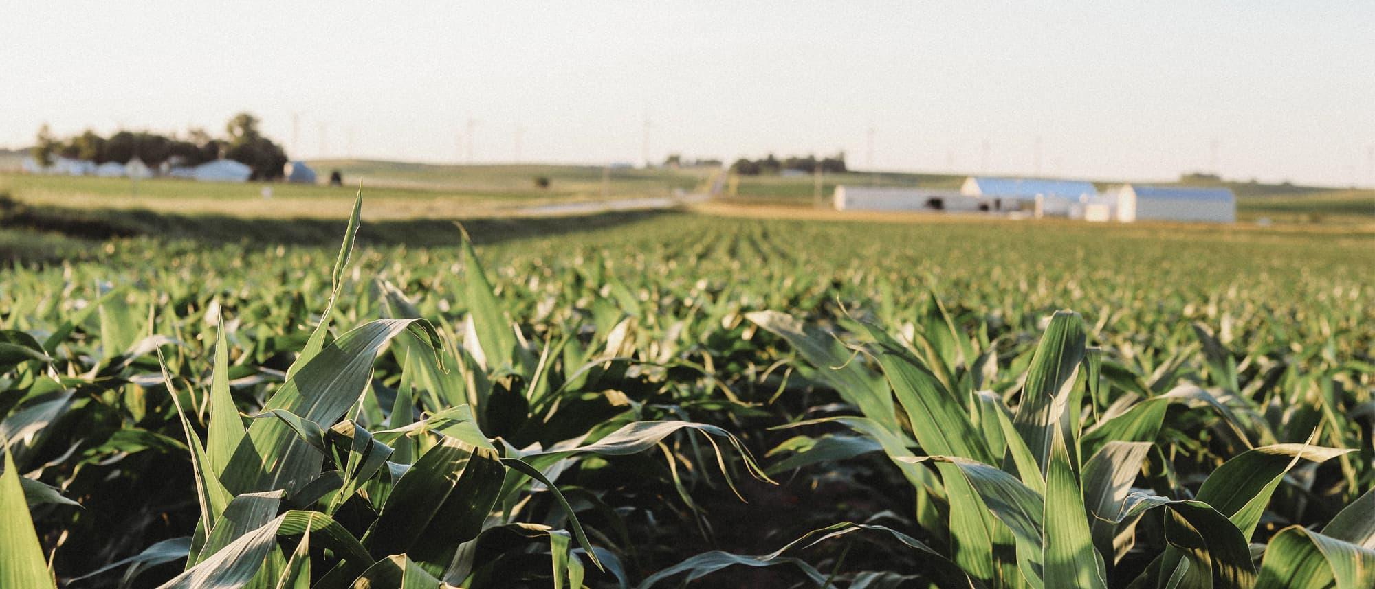 Marquee Field Image