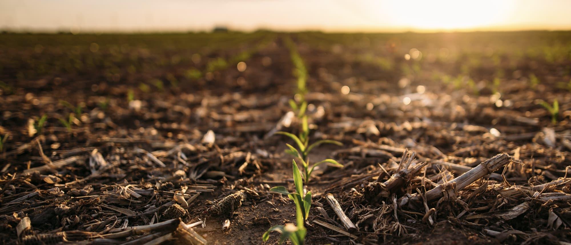 Crop Talk Marquee