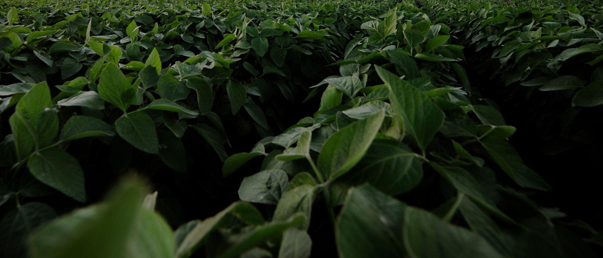 Hoegemeyer Launches Enlimited™ Grade Soybeans for the 2025 Growing Season