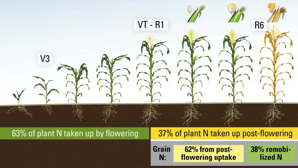 Nitrogen Uptake