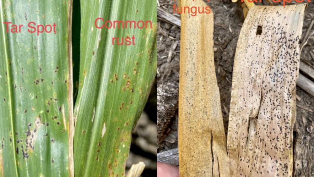 Photos of common rust, tar spot, and saprophytic fungus. All of these have been present in corn fields in the Hoegemeyer footprint in 2023. Common rust has a more rust like color and consistent oval lesion. Saprophytic fungi have a black appearance but usually more blurred margins and are only present on dead tissues. Tar spot is very black in appearance and has a defined sharp edge on the lesions.