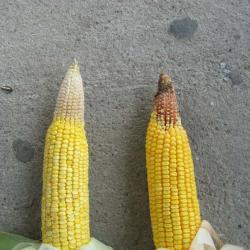 Corn Tip Ear Back