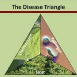 The disease triangle