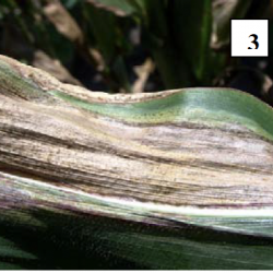 leaf blight