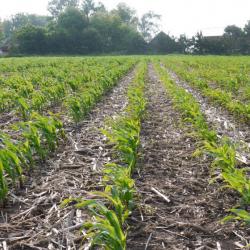 Stress Emergence in Corn