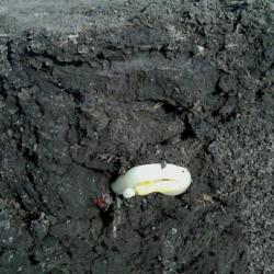 Stress Emergence in Corn