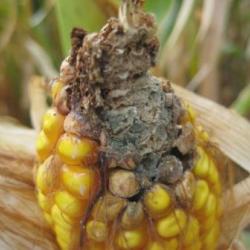 Corn Ear Rots