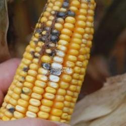 Corn Ear Rot